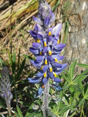 Lupinus multiflorus