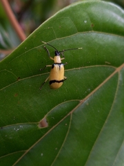 Diabrotica arcuata