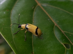 Diabrotica arcuata