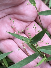 Dichanthelium patulum