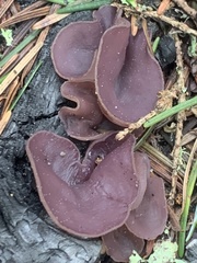Daleomyces petersii