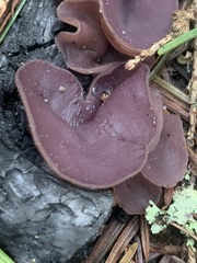 Daleomyces petersii