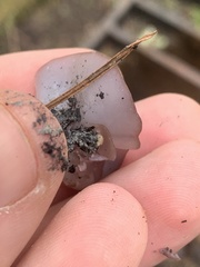 Daleomyces petersii