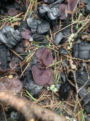 Daleomyces petersii