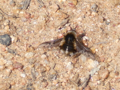 Bombylius curtirhynchus