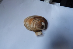 Venerupis largillierti