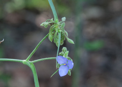 Tradescantia occidentalis