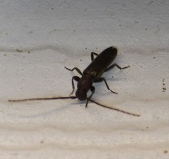 Geropa concolor