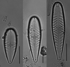 Gomphonella olivacea