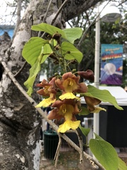 Gmelina