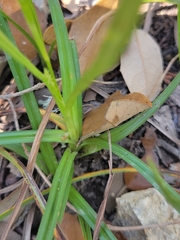 Carex microdonta