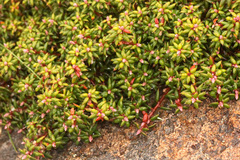 Monotoca empetrifolia