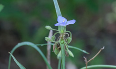 Tradescantia occidentalis
