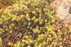 Monotoca empetrifolia