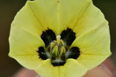 Physalis cinerascens spathulifolia