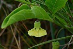 Physalis cinerascens spathulifolia