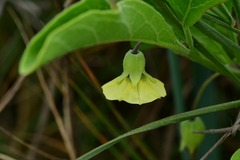 Physalis cinerascens spathulifolia