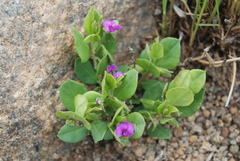 Polygala amatymbica