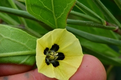 Physalis cinerascens spathulifolia
