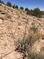 Eriogonum lonchophyllum