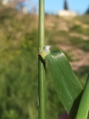 Phalaris minor