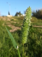 Phalaris minor