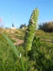 Phalaris minor