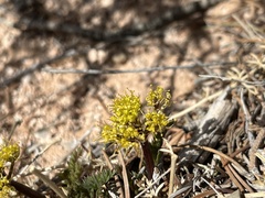 Lomatium parryi