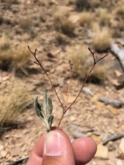 Eriogonum lonchophyllum