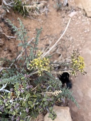Lomatium parryi