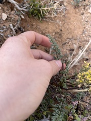 Lomatium parryi