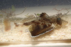 Prionotus rubio