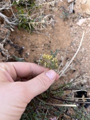 Lomatium parryi