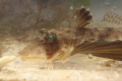 Prionotus rubio