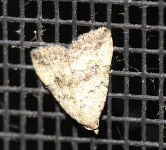 Tolpiodes oligolasia