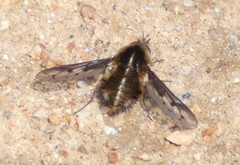 Bombylius curtirhynchus