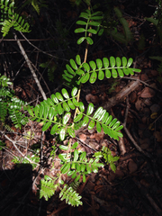 Osteomeles anthyllidifolia