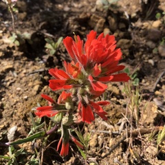Castilleja martini