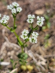 Valerianella amarella