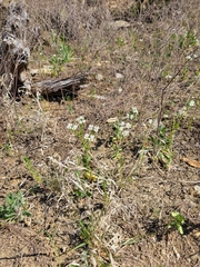 Valerianella amarella