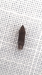 Cryptaspasma sordida
