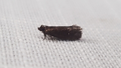 Cryptaspasma sordida