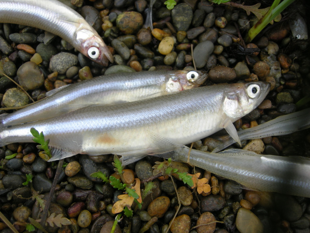 Common Smelt
