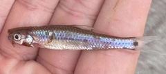 Notropis petersoni