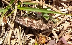 Chalcophora virginiensis