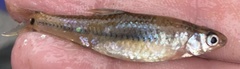 Notropis petersoni