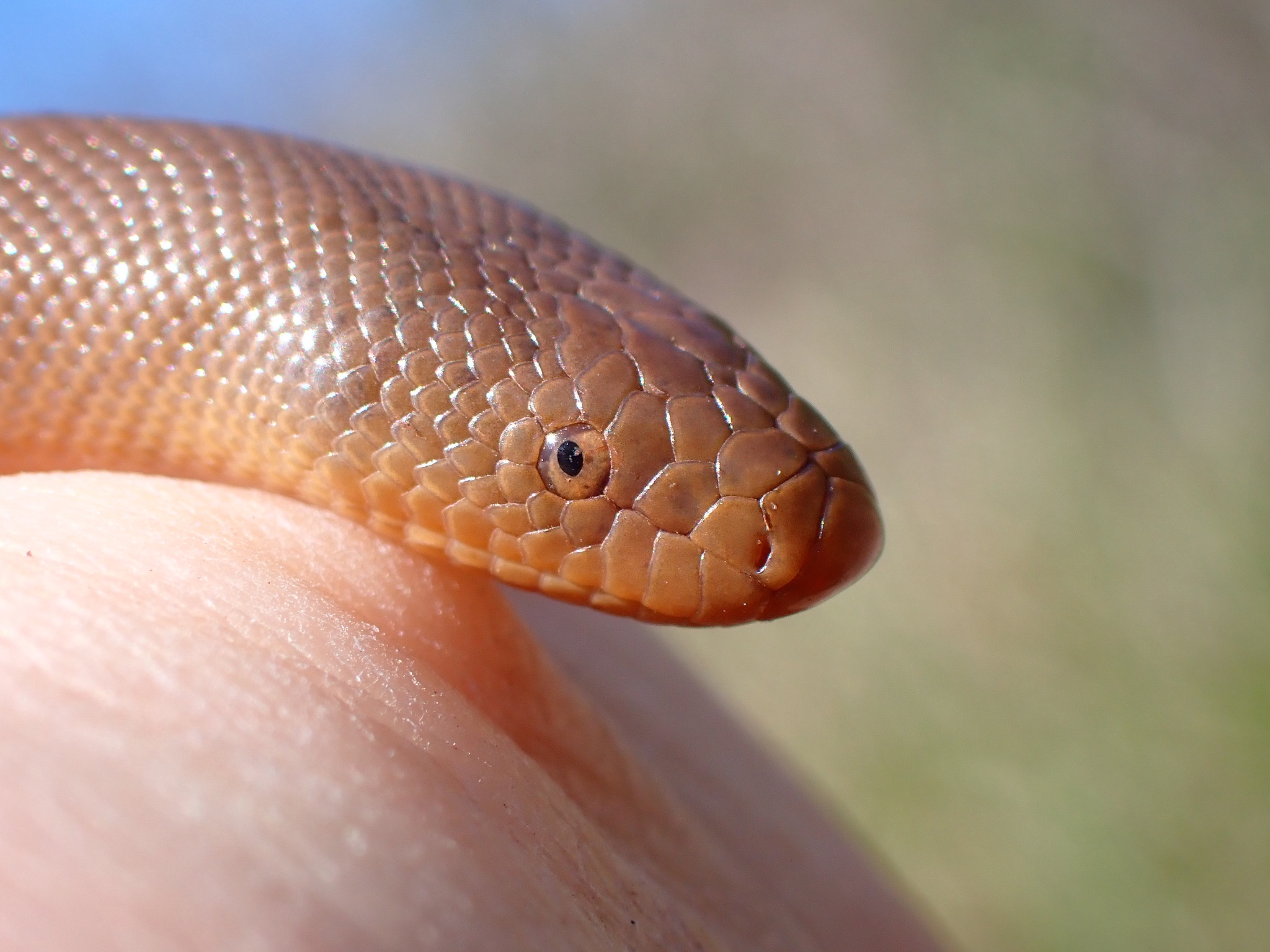 10 Facts About The Rubber Boa (USA) Snake Radar