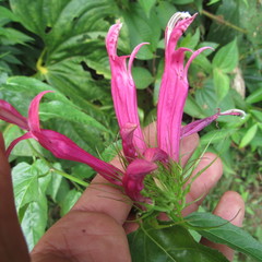 Siphocampylus longibracteolatus