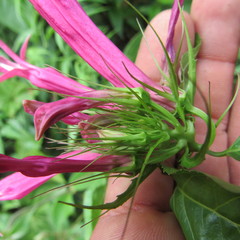 Siphocampylus longibracteolatus