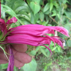 Siphocampylus longibracteolatus